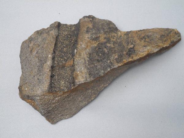 Esemplare fossile di Equiseto fossile - Calamites non identificata