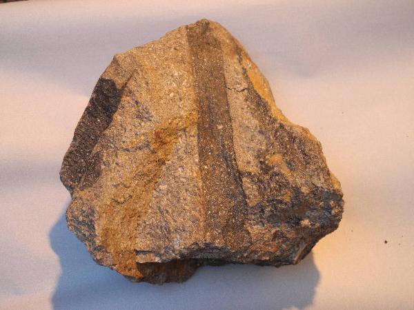Esemplare fossile di Equiseto fossile - Calamites non identificata