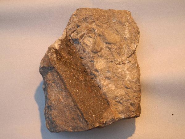 Esemplare fossile di Calamites - Calamites non identificata