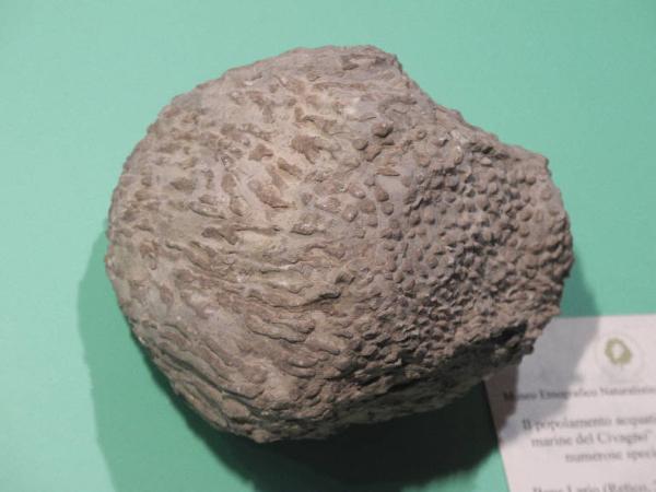 Esemplare fossile di Corallo - Thecosmilla longobardica