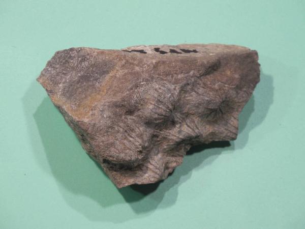 Esemplare fossile di Corallo fossile - non identificato non identificato