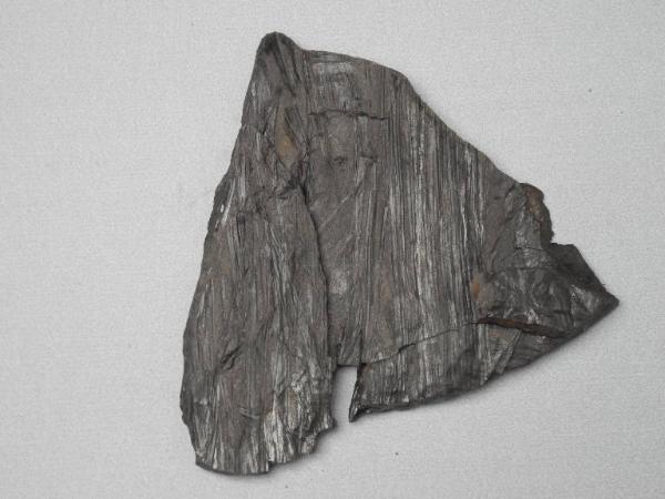 Esemplare fossile di Equiseto fossile - non identificato non identificato