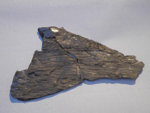 Esemplare fossile di Equiseto fossile - non identificato non identificato