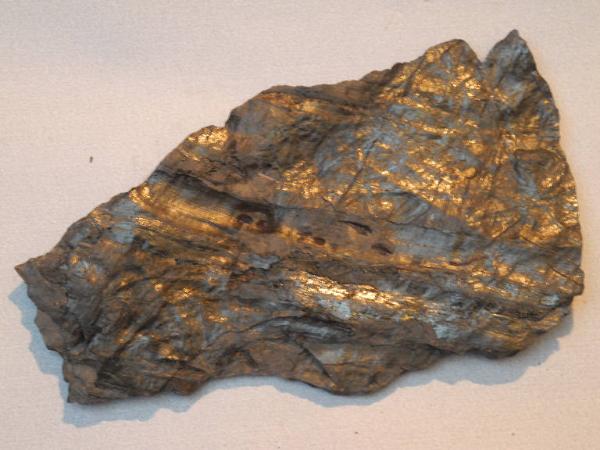 Esemplare fossile di Equiseto fossile - non identificato non identificato
