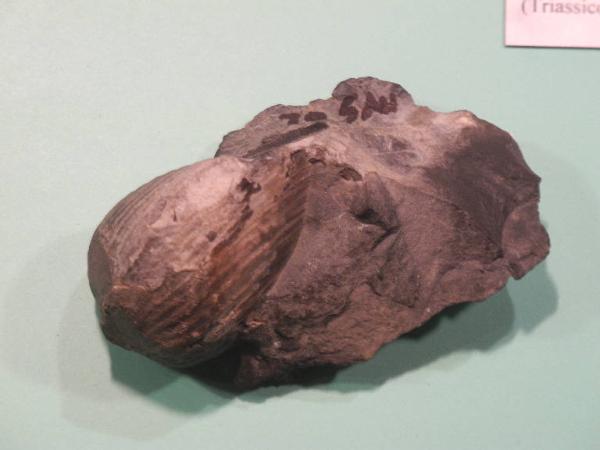 Esemplare fossile di Bivalve indeterminato - indeterminato sp.
