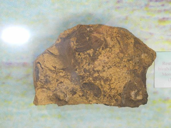 Esemplare fossile di Bivalvi indeterminati - indeterminato sp.