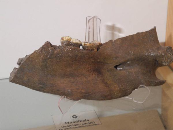 Esemplare fossile di Mandibola di orso speleo - Ursus spelaeus