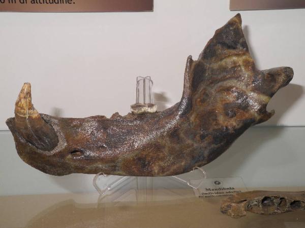 Esemplare fossile di Mandibola di orso speleo - Ursus spelaeus