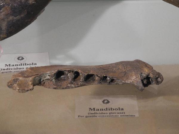 Esemplare fossile di Mandibola di orso speleo - Ursus spelaeus