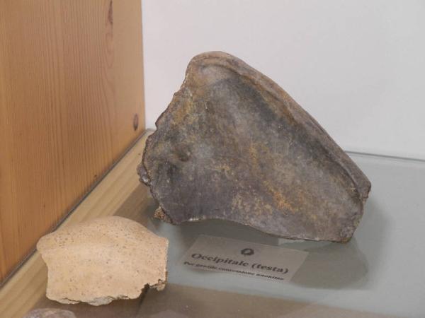 Esemplare fossile di Occipitale di orso speleo - Ursus spelaeus