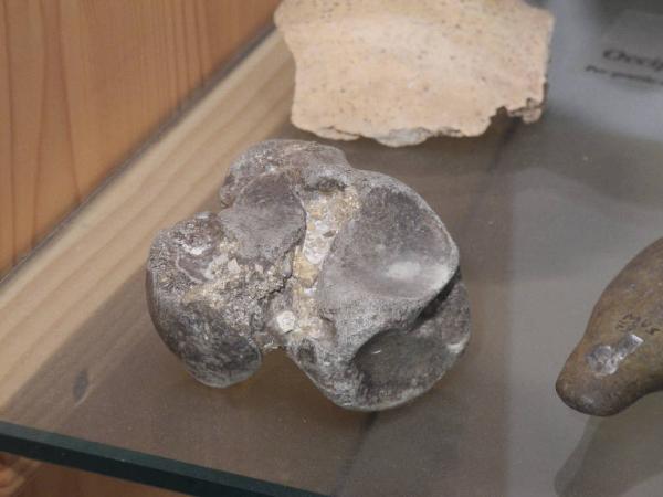 Esemplare fossile di Tarso di orso speleo - Ursus spelaeus