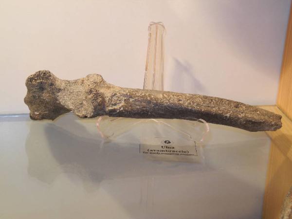 Esemplare fossile di Ulna di orso speleo - Ursus spelaeus