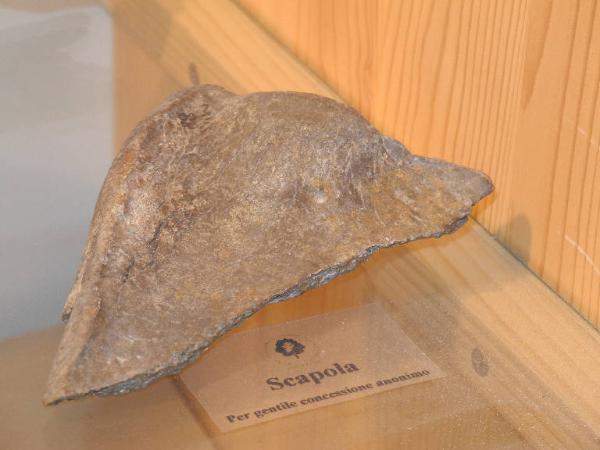 Esemplare fossile di Scapola di orso speleo - Ursus spelaeus