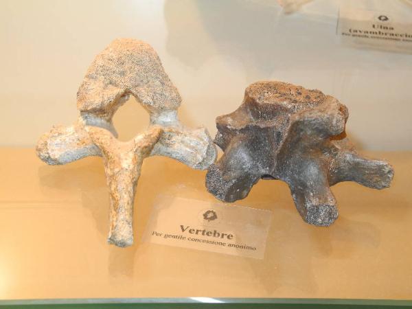 Esemplare fossile di Vertebra di orso speleo - Ursus spelaeus