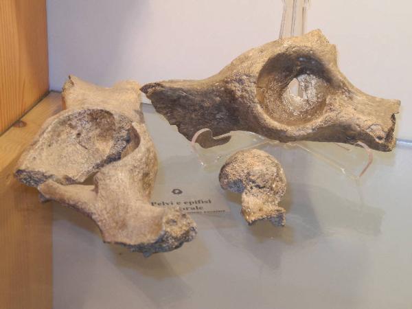 Esemplare fossile di Pelvi fermorale di orso speleo - Ursus spelaeus