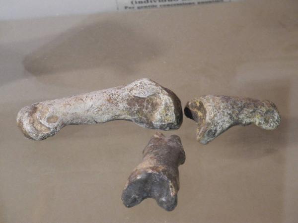 Esemplare fossile di Falangi di orso speleo - Ursus spelaeus