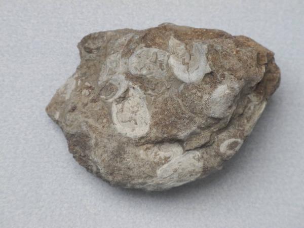 Esemplare fossile di Madrepora - indeterminato