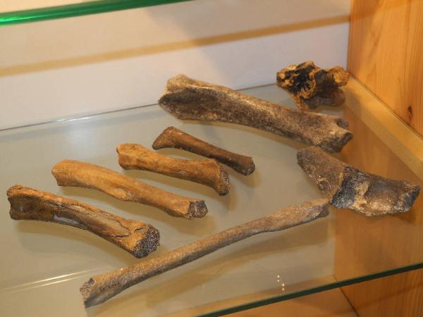 Esemplare fossile di Costa di orso speleo - Ursus spelaeus
