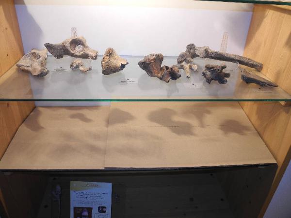 Esemplare fossile di Tibia di orso speleo - Ursus spelaeus