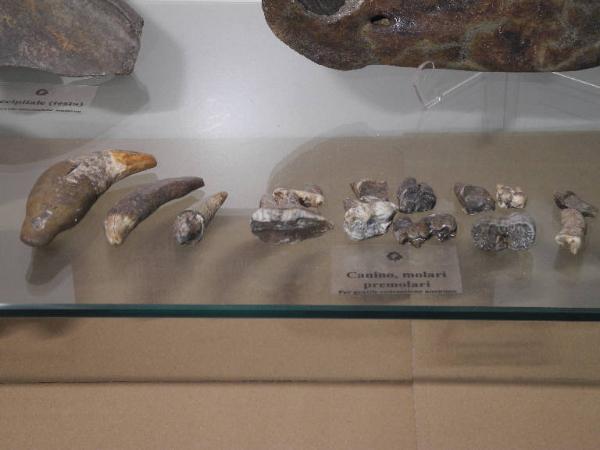 Esemplare fossile di Canino di orso speleo - Ursus spelaeus