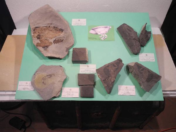 Esemplare fossile di Tilacocefalo - Ostenocaris cypriformis