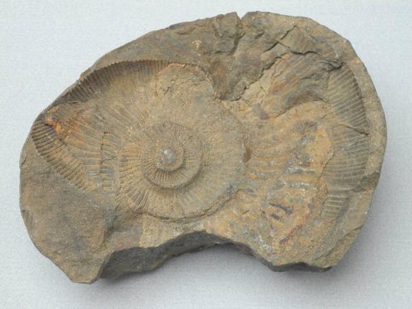 Esemplare fossile di Ammonite - indeterminato