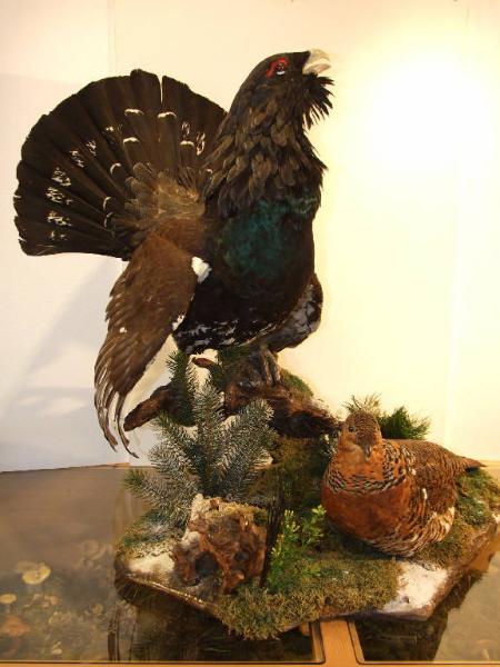 Esemplare di Gallo cedrone - Tetrao urogallus