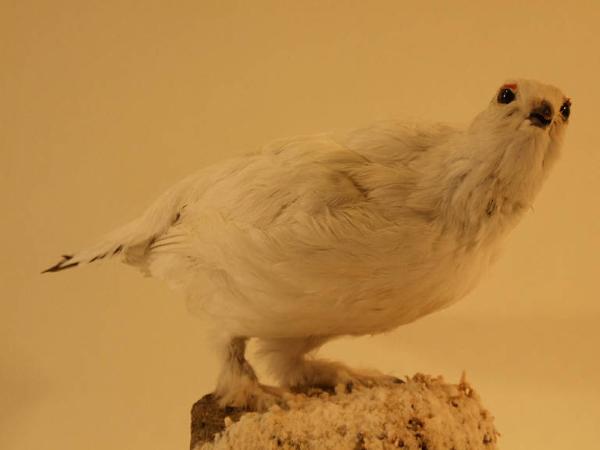 Esemplare di Pernice bianca - Lagopus muta