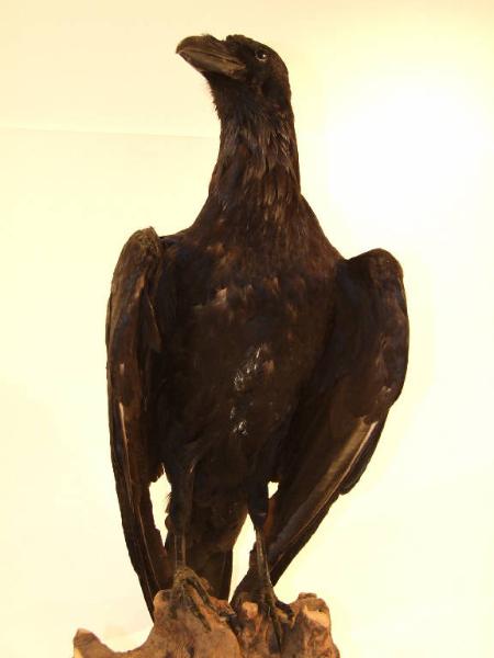 Esemplare di Corvo imperiale - Corvus corax