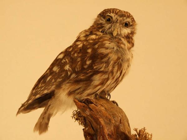 Esemplare di Civetta - Athene noctua