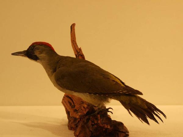 Esemplare di Picchio verde - Picus viridis