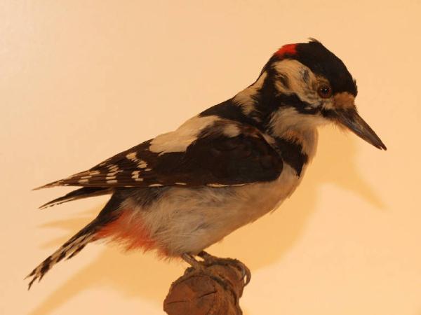 Esemplare di Picchio rosso maggiore - Dendrocopos major
