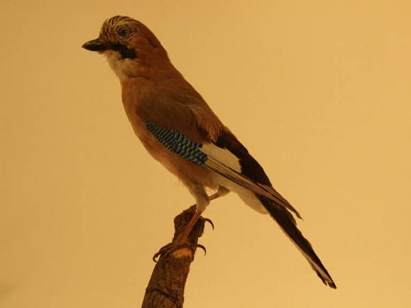 Esemplare di Ghiandaia - Garrulus glandarius