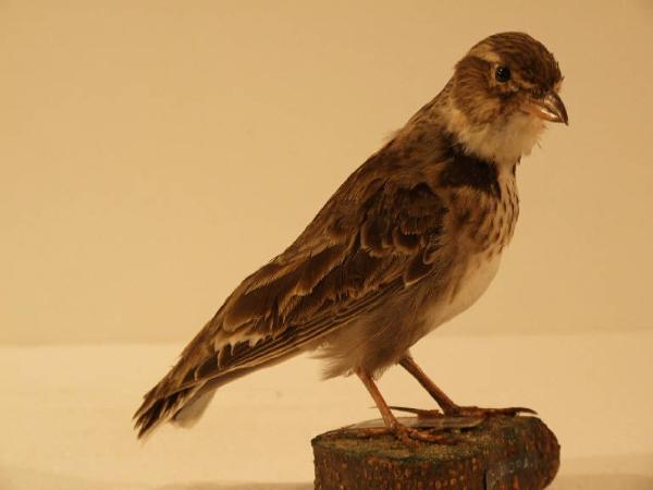 Esemplare di Calandra - Melanocorypha calandra