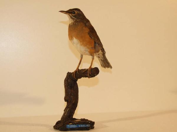 Esemplare di Tordo migratore americano - Turdus migratorius