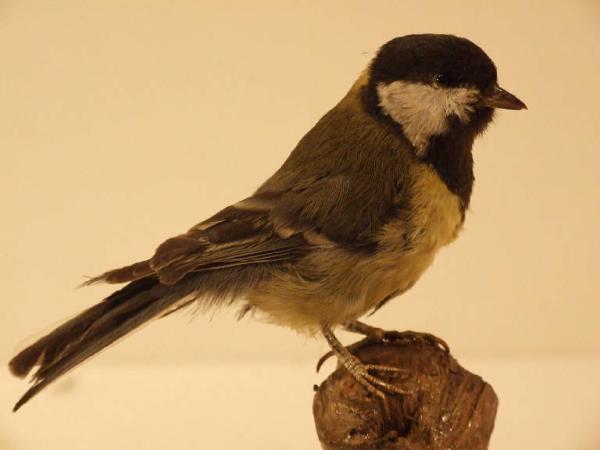 Esemplare di Cinciallegra - Parus major