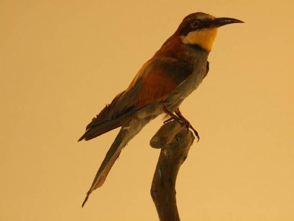 Esemplare di Gruccione - Merops apiaster
