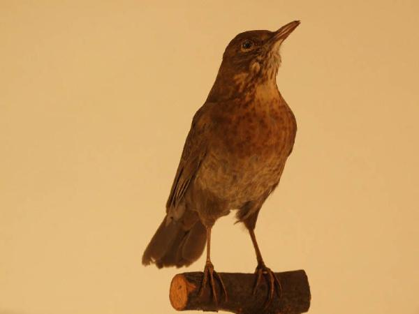 Esemplare di Merlo - Turdus merula