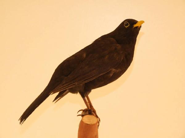 Esemplare di Merlo - Turdus merula