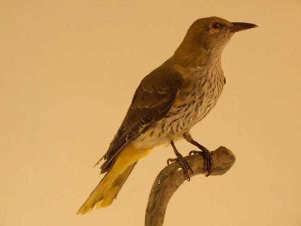 Esemplare di Rigogolo - Oriolus oriolus