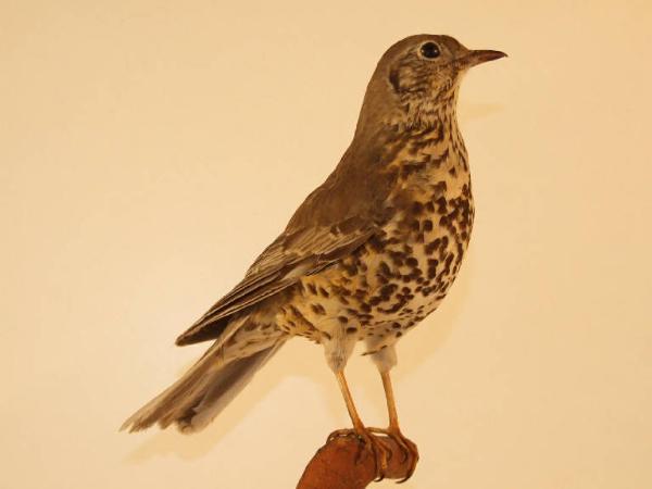Esemplare di Merlo dal collare - Turdus torquatus