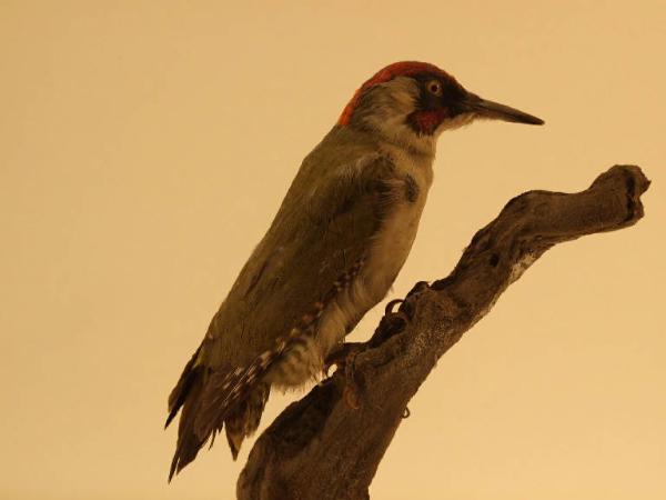 Esemplare di Picchio verde - Picus viridis