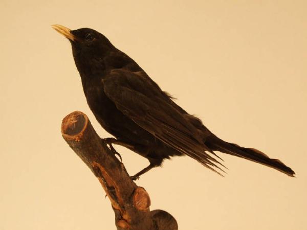 Esemplare di Merlo - Turdus merula