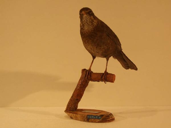 Esemplare di Merlo - Turdus merula