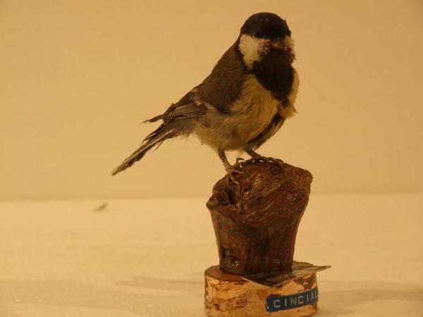 Esemplare di Cinciallegra - Parus major