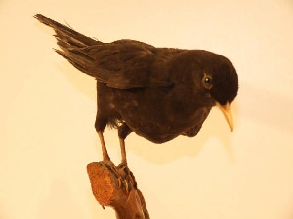 Esemplare di Merlo - Turdus merula