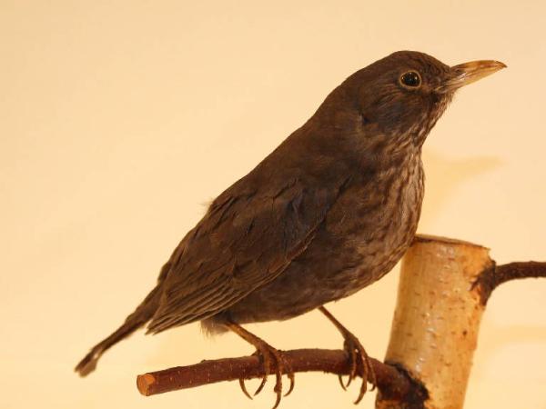 Esemplare di Merlo - Turdus merula