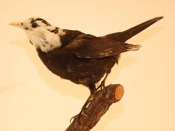 Esemplare di Merlo - Turdus merula