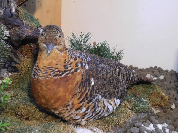Esemplare di Gallo cedrone - Tetrao urogallus