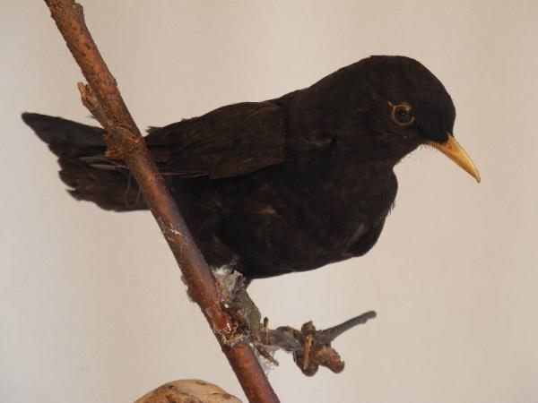 Esemplare di Merlo - Turdus merula